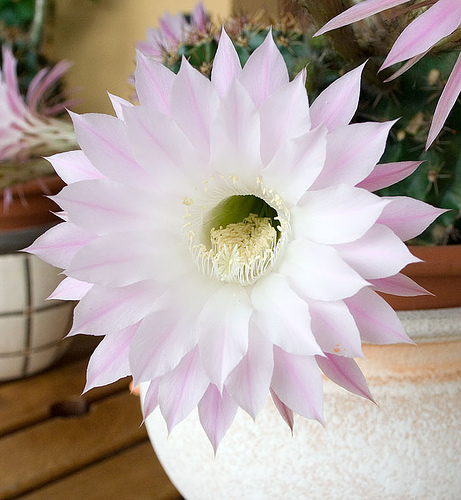 echinopsis.jpg